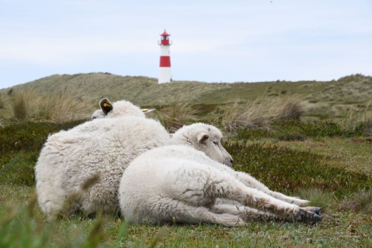 Auf dem Ellenbogen in List (Sylt) hatte der Goldschakal seit Mai mehrere Lämmer gerissen. (Archivbild) Foto: Lea Sarah Albert/dpa