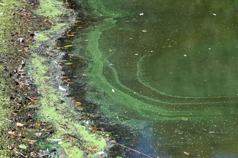 Blaualgen hatten in der Krombachtalsperre zuvor für ein Badeverbot gesorgt. (Symbolbild) Foto: Uwe Zucchi/dpa