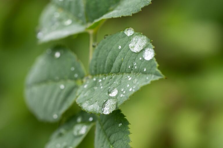 Durch den Regen treiben viele Bäume nun kräftig neue Blätter aus (Archivbild). Foto: Silas Stein/dpa