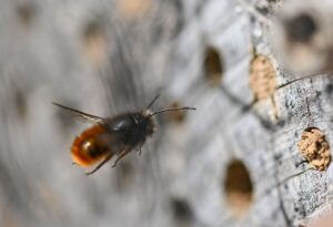 Wildbienen brauchen im Hochsommer ausreichend Blüten. (Symbolbild)