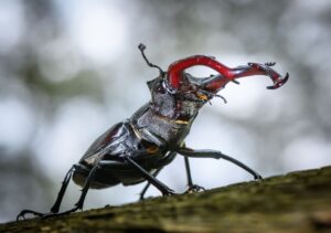 Nicht nur die Anzahl an Insekten nimmt ab, auch die Insektenvielfalt ist gefährdet. (Archivbild)