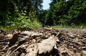 Wegen des trockenen Frühjahrs bleibt der Waldboden in Hessen trotz des vielen Regens leicht entzündlich. (Symbolbild)