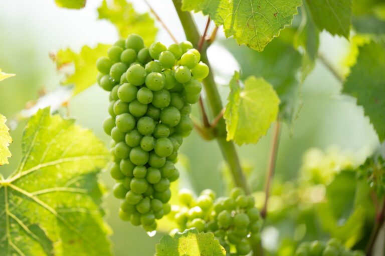 Den Trauben im Saarland geht es gut: Sie versprechen nach Einschätzung des Winzerpräsidenten einen besonderen Jahrgang. (Symbolbild) Foto: Sebastian Kahnert/dpa