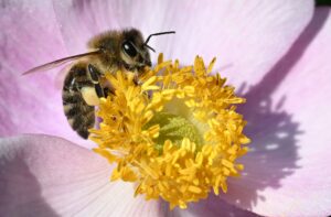 Wildbienen brauchen Unterstützung von Gärtnern. (Symbolbild)