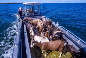 Per Boot werden die 22 tierischen Landschaftspfleger auf die Vogelschutzinsel Walfisch in der Wismarbucht gebracht.