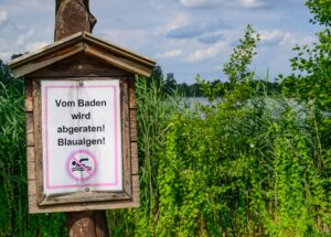 Blaualgen können gefährlich sein, sowohl für Menschen als auch für Tiere. (Archivbild)