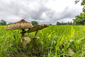Die Pilze zeigen sich nach dem Regen der letzten Tage häufig in Südbrandenburg. (Archivbild)