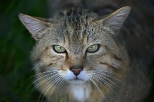 Der Bund für Umwelt und Naturschutz Deutschland ruft zum Schutz der Europäischen Wildkatze auf. (Archivbild)