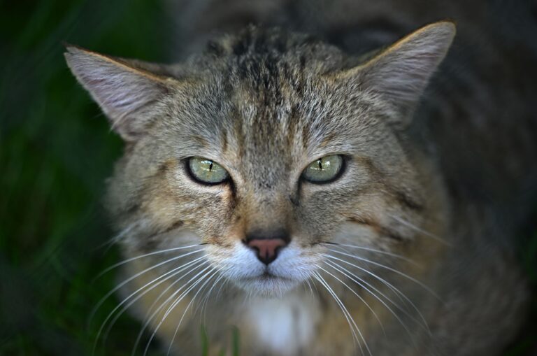 Der Bund für Umwelt und Naturschutz Deutschland ruft zum Schutz der Europäischen Wildkatze auf. (Archivbild) Foto: Martin Schutt/dpa