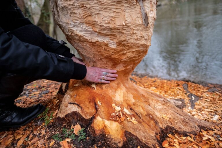 Die Biber sind zurück - sie seien eine Bereicherung, ihre Bauten könnten aber auch zu Problemen führen, sagt Niedersachsens Umweltminister Christian Meier. (Symbolbild) Foto: Peter Steffen/dpa