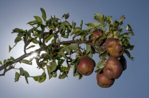 Auch Birnen reifen derzeit auf hessischen Streuobstwiesen heran. Einige Städte und Gemeinden haben ihre Bäume auf kommunalen Flächen für Bürgerinnen und Bürger zur Ernte freigegeben.