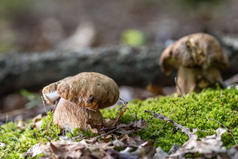 Der Sommersteinpilz wächst typischerweise im Sommer. (Symbolbild) Foto: Frank Hammerschmidt/dpa