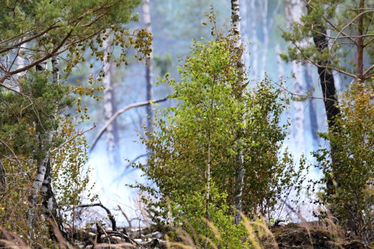 Die Waldbrandgefahr in Brandenburg ist wieder leicht gestiegen. (Symbolbild) Foto: Michael Bahlo/dpa