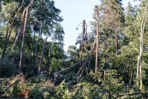 Mehrere Stürme hatten Ende Juni und im Juli schwere Schäden in den Tegeler und Spandauer Forsten angerichtet. (Archivbild)