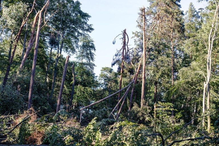 Mehrere Stürme hatten Ende Juni und im Juli schwere Schäden in den Tegeler und Spandauer Forsten angerichtet. (Archivbild) Foto: Rainer Keuenhof/Berliner Forsten/dpa