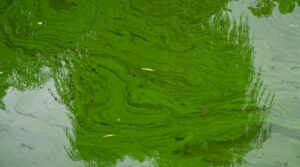 Blaualgen bilden meist grüne oder blaugrüne Ablagerungen auf dem Wasser. (Symbolbild)
