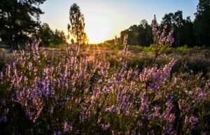 In der Kyritz-Ruppiner Heide blüht derzeit das Heidekraut.