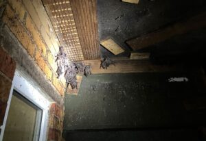 In Berlin finden sich Fledermäuse an verschiedenen Orten, auch an der Zitadelle Spandau.