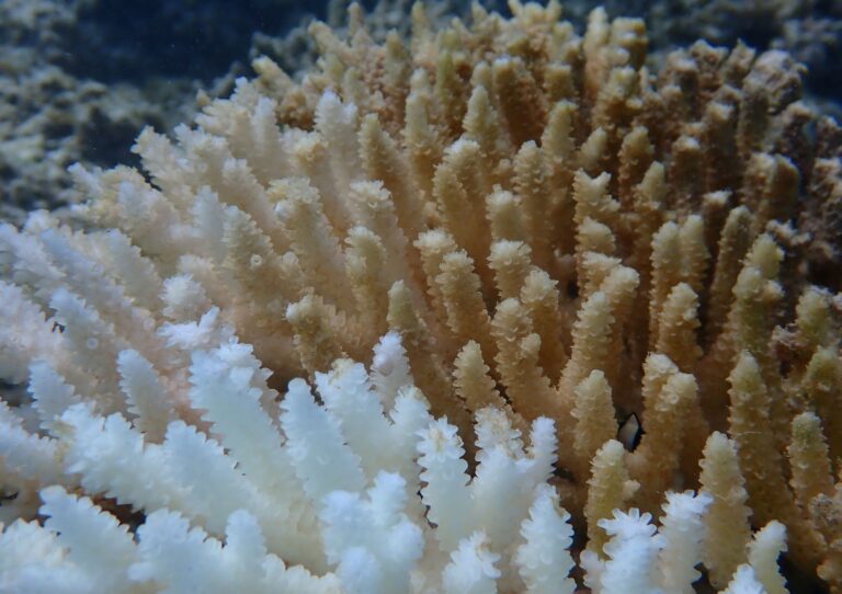 Von Kimberley bis Ningaloo: Von der Bleiche betroffen ist ein Gebiet von rund 1.500 Kilometern Länge.  Foto: Declan Stick/AUSTRALIAN INSTITUTE OF MARINE SCIENCE/AAP/dpa