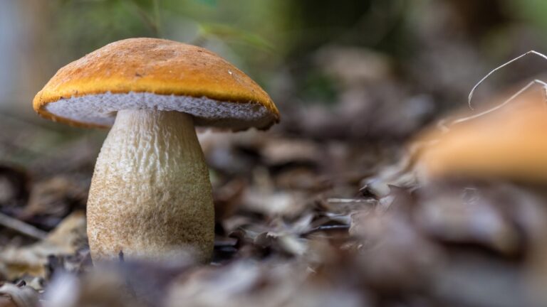 Die Pilze zeigen sich nach dem Regen der letzten Tage häufig in Südbrandenburg. Foto: Frank Hammerschmidt/dpa