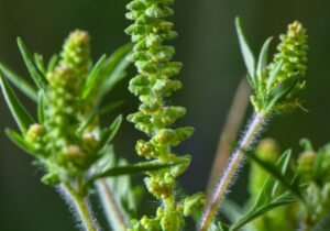 Ambrosia-Pollen können schon in kleinen Mengen heftige allergische Reaktionen auslösen. (Archivbild)
