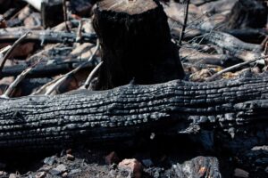 In anderen Bundesländern ist die Waldbrandgefahr deutlich höher - Vorsicht ist trotzdem auch hierzulande geboten. (Archivfoto)
