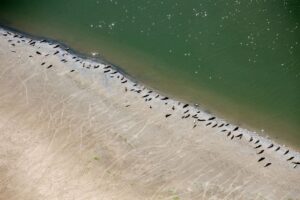 Die Zahl der Seehunde im niedersächsischen Wattenmeer bleibt stabil. (Archivfoto)