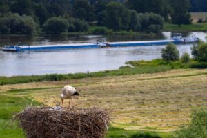 Die Grünen drängen auf mehr Maßnahmen zum ökologischen Hochwasserschutz sowie zur ökologischen Auenrenaturierung. (Archivbild)