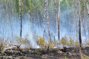 Rauschschwaden ziehen durch einen Wald. (Symbolbild)