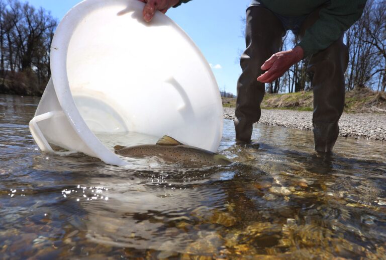 Der Huchen zählt zu den bedrohten Fischarten. (Archivbild) Foto: Karl-Josef Hildenbrand/dpa