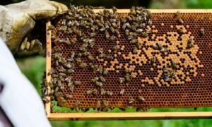 Für die Wissensvermittlung an Nachwuchs-Imker, aber auch für die Bekämpfung von Bienen-Krankheiten erhalten Imkereien in Thüringen bis zu 1.500 Euro jährlich. (Symbolfoto)