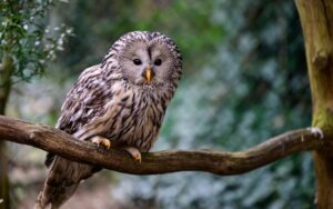 Seit 2017 werden in Nordostbayern Habichtskäuze neu angesiedelt. Jetzt sind wieder 27 der putzigen Eulenvögel ausgewildert worden. (Archivbild)