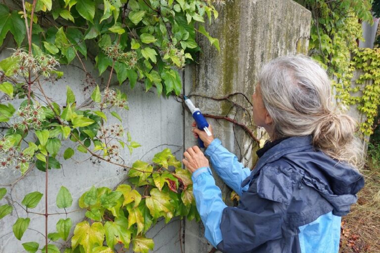 Kommunen im Südwesten kämpfen mit einem Gel gegen invasive Ameisen. Foto: -/Stadt Esslingen/dpa