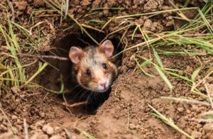 Der Feldhamster gilt heute als «vom Aussterben bedroht» in Niedersachsen und Bremen. Jahrzehntelange Verfolgung und intensive landwirtschaftliche Nutzung ließen seine Bestände um 90 Prozent zurückgehen. (Archivfoto)