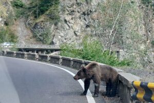 Ein etwa fünf Jahre alter Jungbär auf der Bergstraße Transfagarasan in den rumänischen Karpaten knurrt Autofahrer an.