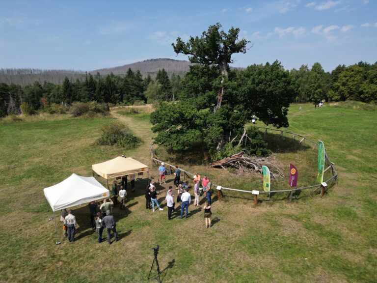 Blick auf die 500 Jahre alte Hohne-Eiche in Drei-Annen-Hohne während der Feierstunde zur Auszeichnung. Foto: Matthias Bein/dpa