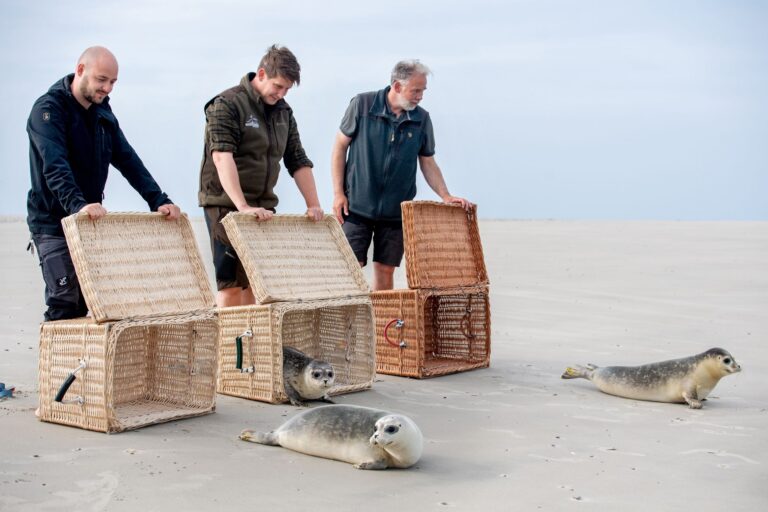 Der Moment der Freiheit ist für die jungen Seehunde da, als die Tierpfleger die Transportkörbe öffnen. Foto: Hauke-Christian Dittrich/dpa