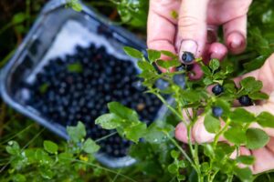 Blaubeeren werden gern in Thüringens Wäldern gesammelt. (Archivbild)