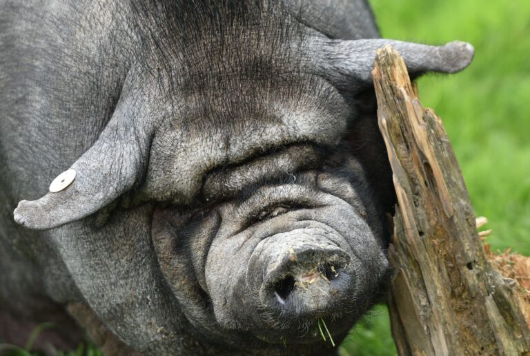 Der Tierpark Sababurg gibt seine Schweinehaltung wegen der Afrikanischen Schweinepest auf. (Archivbild) Foto: Uwe Zucchi/dpa