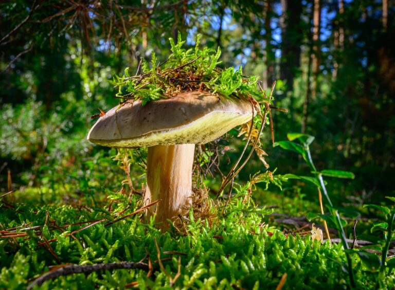 Besonders im Herbst geht es für viele Menschen in Brandenburg zum Pilzesammeln. Foto: Patrick Pleul/dpa