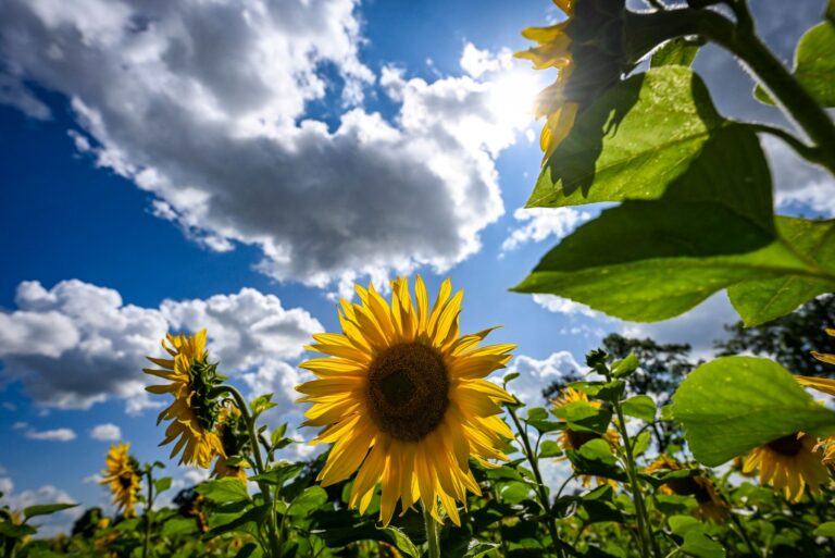 31 Grad in Artern, nur Tage später kaum mehr als zehn – und dazu noch mehr Regen und Sonne als sonst. Der September brachte in Thüringen das Wetter der Gegensätze. (Symbolbild) Foto: Jens Kalaene/dpa