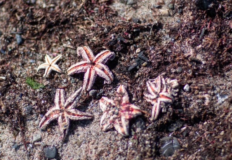 Mit Hilfe von Video-Aufzeichnungen entdeckten die Forscher unter anderen Seesterne auf den Munitionsresten (Symbolbild). Foto: Jens Büttner/dpa-Zentralbild/dpa
