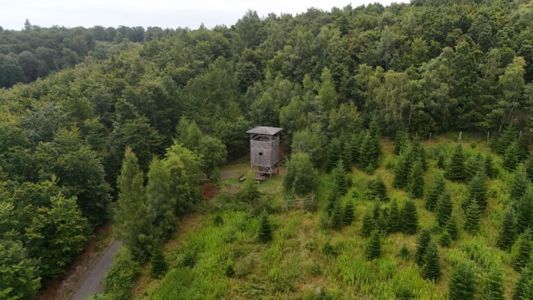 Viele Landkreise in Rheinland-Pfalz haben mehr als 50 Prozent Waldanteil. (Archivbild) Foto: Sascha Ditscher/dpa