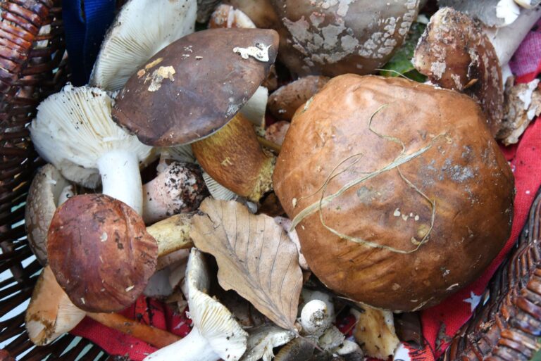 Auch fast 40 Jahre nach dem Reaktorunfall von Tschernobyl sind manche Wildpilze noch radioaktiv belastet. (Symbolbild) Foto: Waltraud Grubitzsch/dpa-Zentralbild/dpa