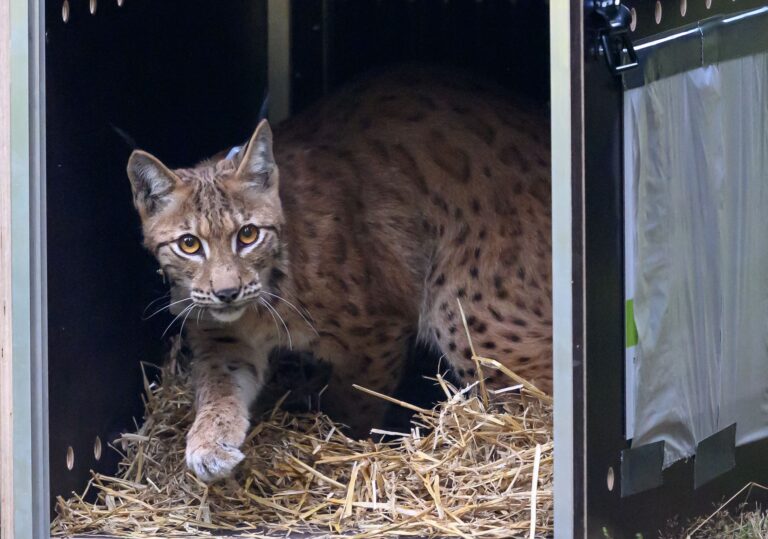 Sachsen hat im Westerzgebirge einen weiteren Luchs ausgewildert (Archiv).  Foto: Hendrik Schmidt/dpa