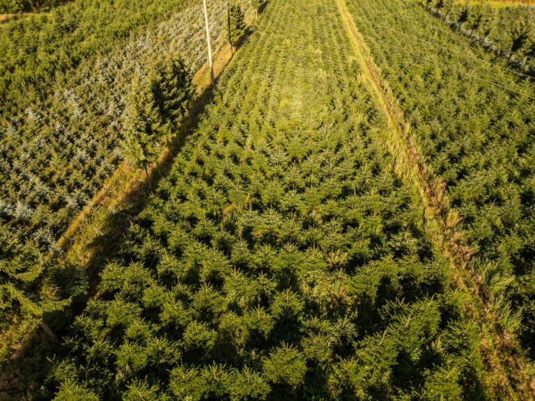 Nordmanntannen wachsen in einer Plantage in Sachsen zu Weihnachtsbäumen heran. Foto: Robert Michael/dpa