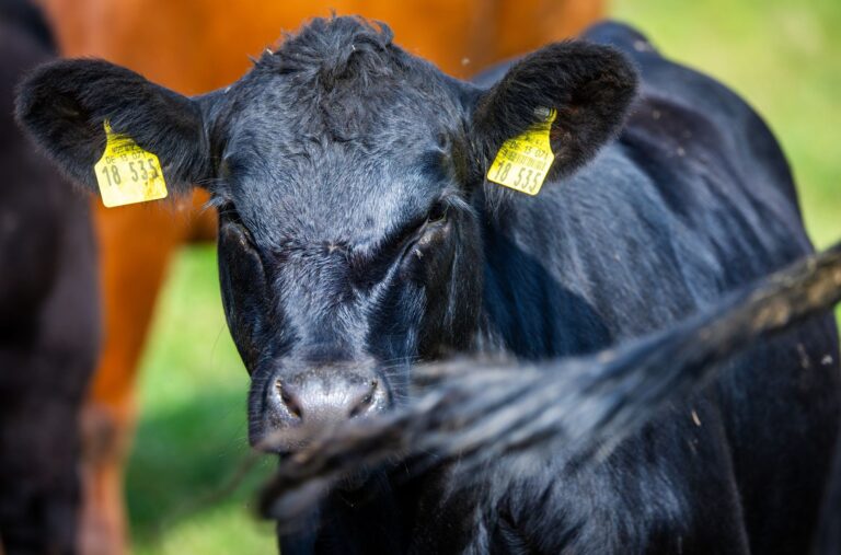 Die Tierhaltung traf bei der 18. Bio-Landpartie laut Organisatoren auf reges Interesse. (Archivbild) Foto: Jens Büttner/dpa