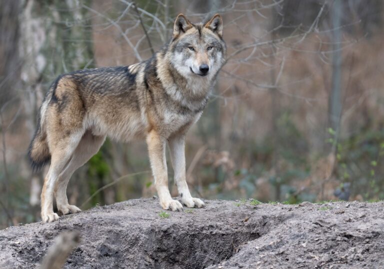 Im Saarland hat es in diesem Jahr bisher vier Wolfsnachweise gegeben. (Archivbild) Foto: Boris Roessler/dpa