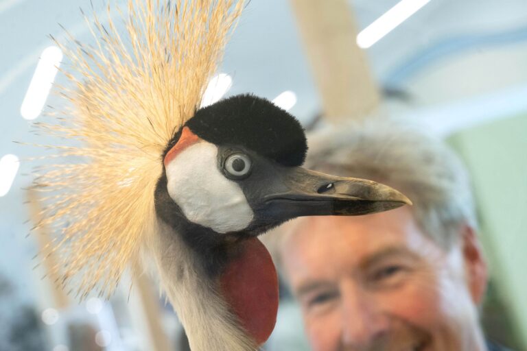 Europas größtes Kranichzentrum soll sich dem Schutz, der Forschung und der Wissensvermittlung rund um die «Vögel des Glücks» widmen. Foto: Stefan Sauer/dpa