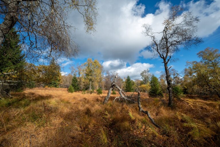 Nationalpark Hunsrück-Hochwald: Das Saarland hat bundesweit den höchsten Anteil an Naturschutzgebieten. (Archivbild) Foto: Harald Tittel/dpa